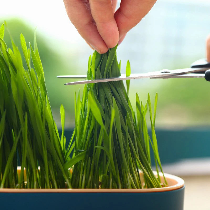 Cat snack tray hydroponic cat grass box