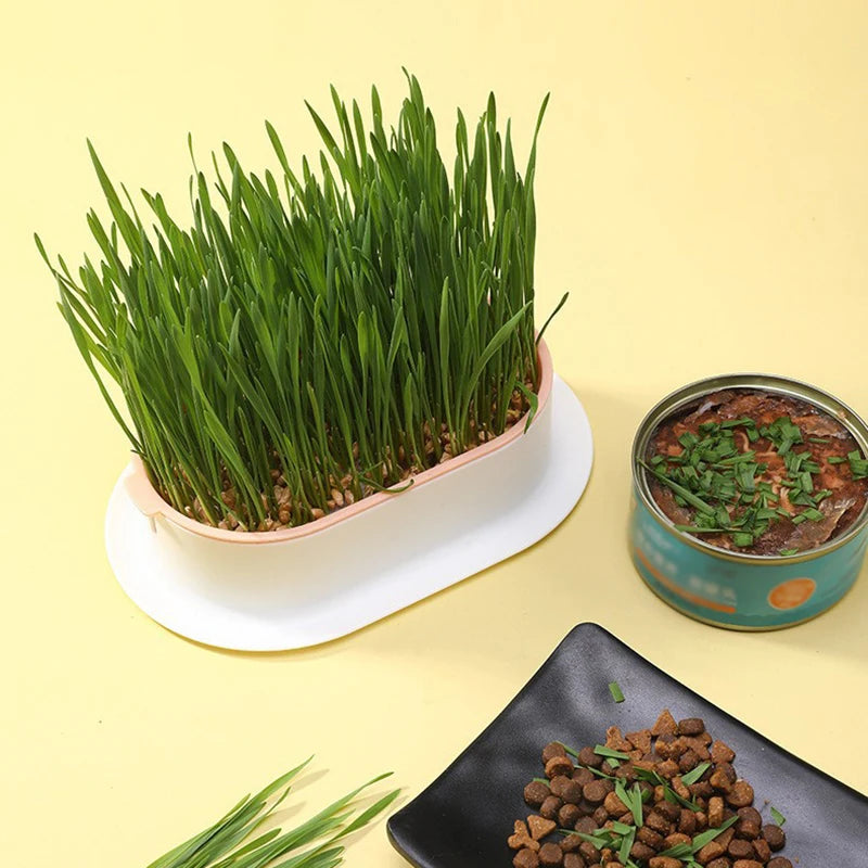 Cat snack tray hydroponic cat grass box