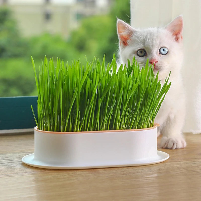 Cat snack tray hydroponic cat grass box